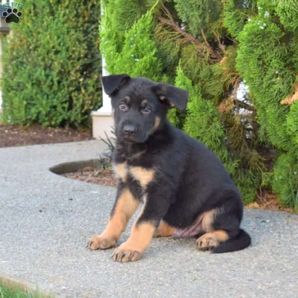 Major, German Shepherd Puppy