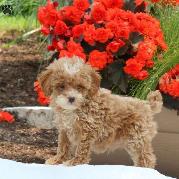 Makenzie, Miniature Poodle Puppy