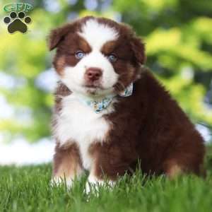 Mako, Miniature Australian Shepherd Puppy