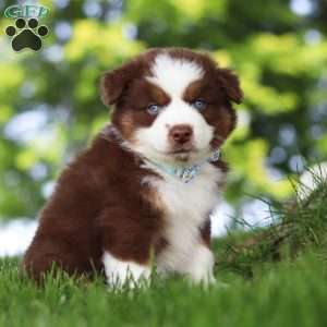 Mako, Miniature Australian Shepherd Puppy