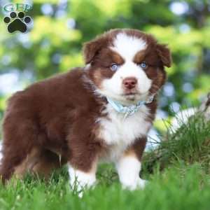 Mako, Miniature Australian Shepherd Puppy