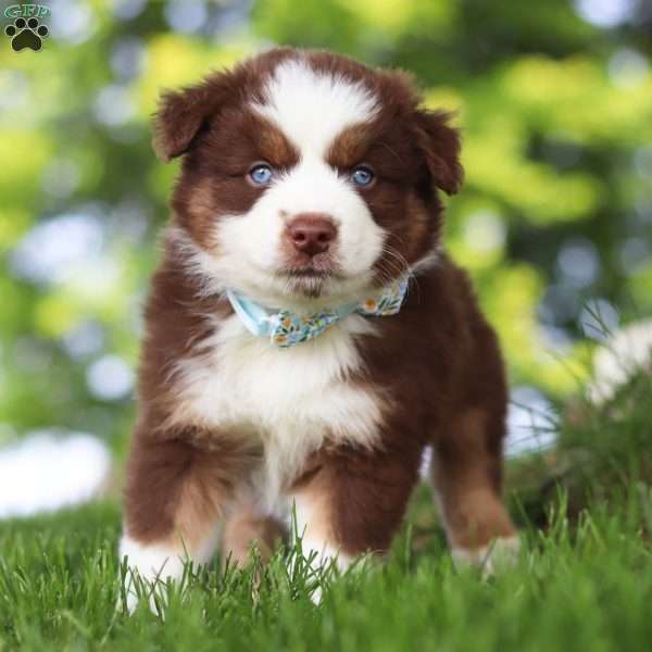 Mako, Miniature Australian Shepherd Puppy