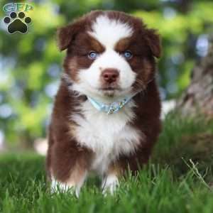 Mako, Miniature Australian Shepherd Puppy