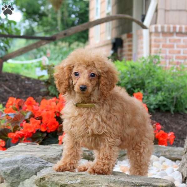 Mallory, Miniature Poodle Puppy
