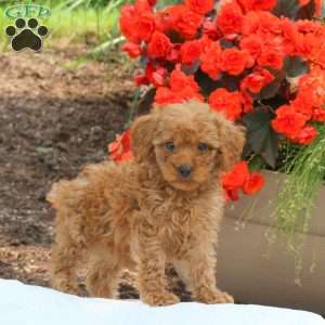 Mallory, Miniature Poodle Puppy