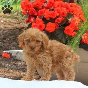 Mallory, Miniature Poodle Puppy