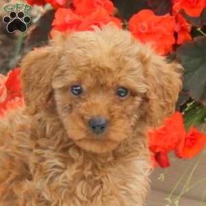 Mallory, Miniature Poodle Puppy