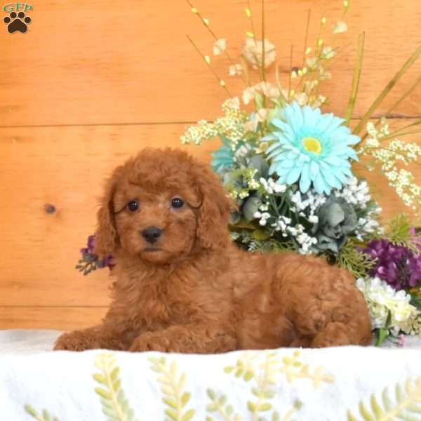 Maple, Cavapoo Puppy