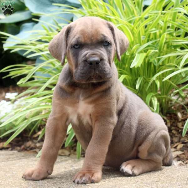 Maple, Cane Corso Puppy