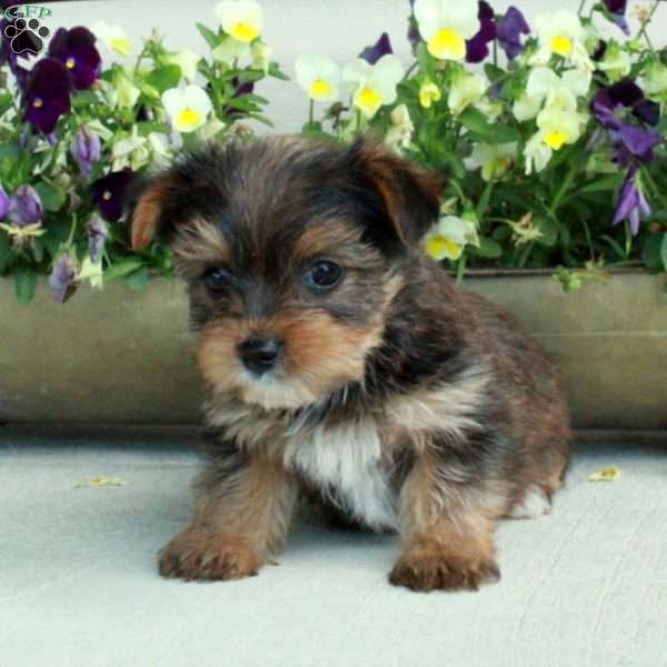 Maple, Yorkie Puppy
