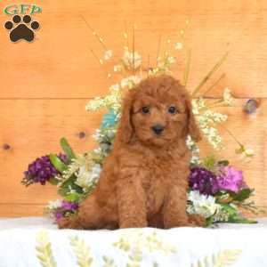 Maple, Cavapoo Puppy