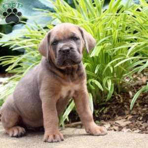Maple, Cane Corso Puppy