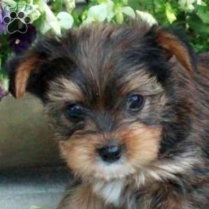Maple, Yorkie Puppy