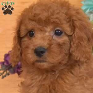 Maple, Cavapoo Puppy