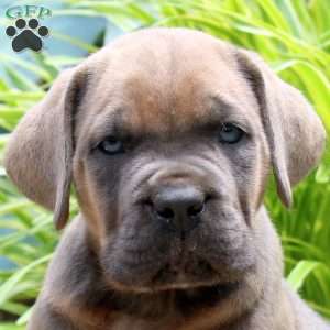 Maple, Cane Corso Puppy