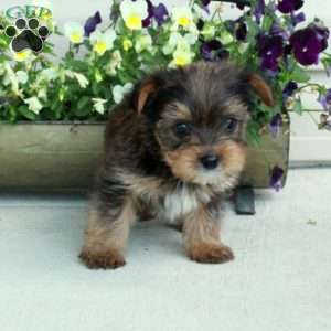 Maple, Yorkie Puppy