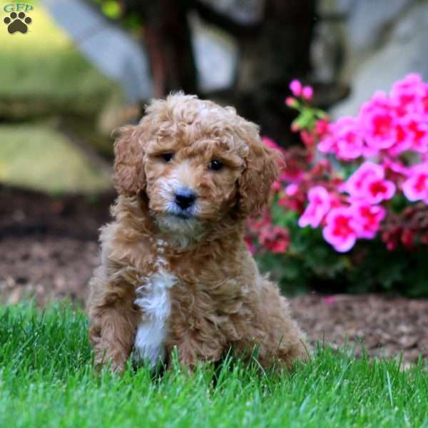 Marcus, Mini Goldendoodle Puppy