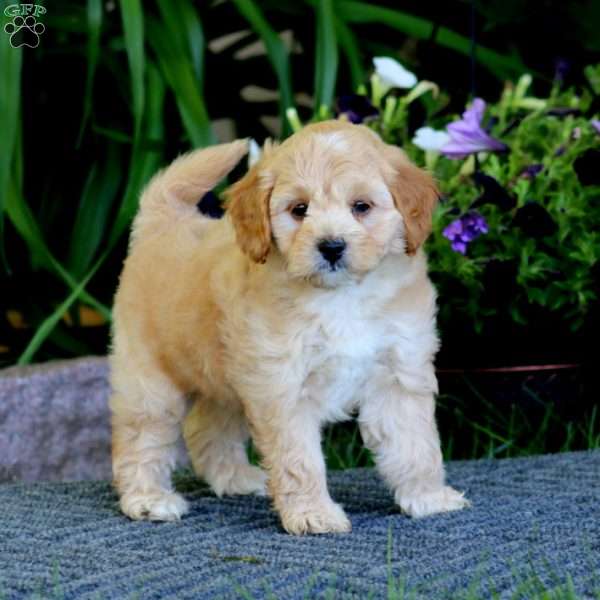 Marcus, Havapoo Puppy