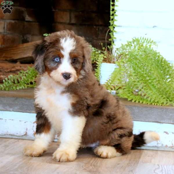 Marcus, Mini Bernedoodle Puppy