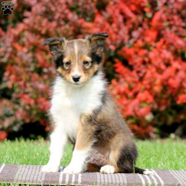 Marcus, Sheltie Puppy