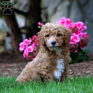 Marcus, Mini Goldendoodle Puppy