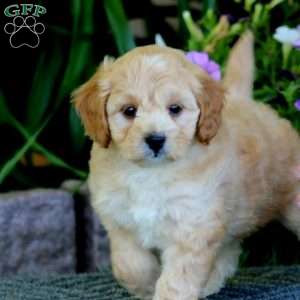 Marcus, Havapoo Puppy