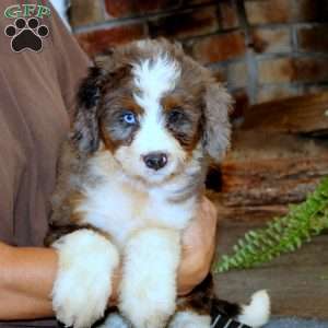 Marcus, Mini Bernedoodle Puppy