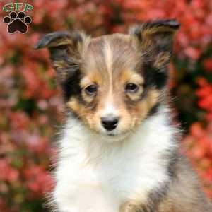 Marcus, Sheltie Puppy