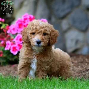 Marcus, Mini Goldendoodle Puppy
