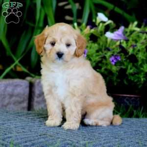 Marcus, Havapoo Puppy