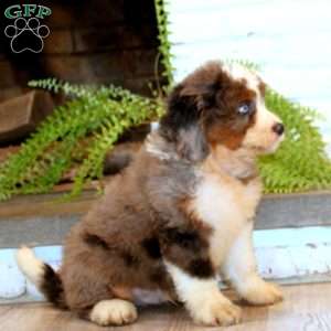 Marcus, Mini Bernedoodle Puppy