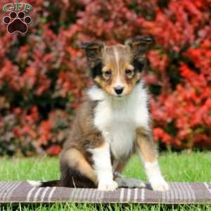 Marcus, Sheltie Puppy