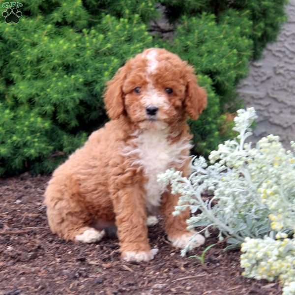 Margie, Cockapoo Puppy