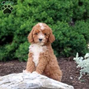 Margie, Cockapoo Puppy