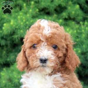 Margie, Cockapoo Puppy