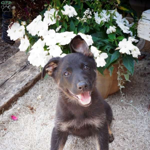 Melody, German Shepherd Puppy
