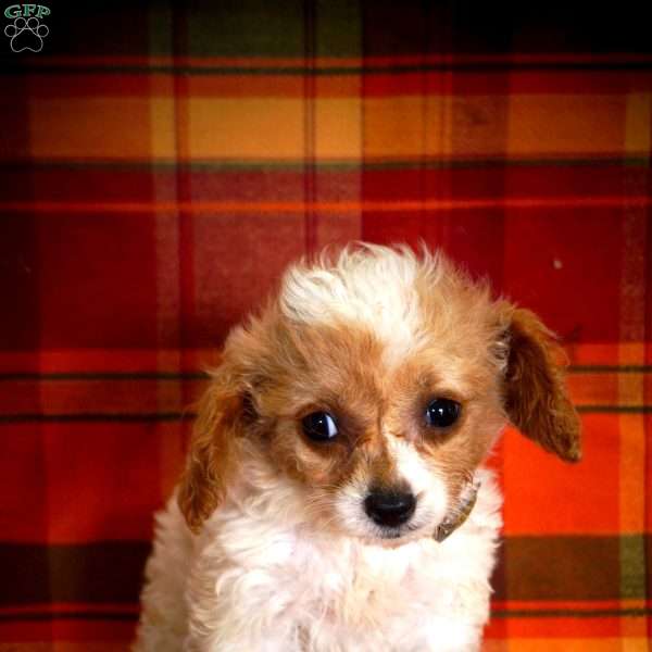 Maria, Forever Puppy