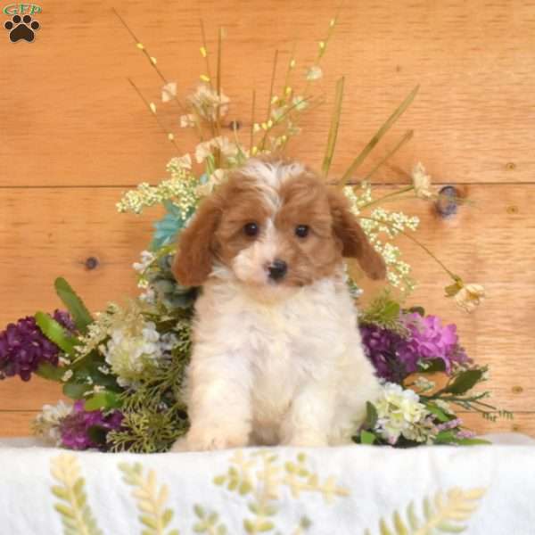Marigold, Cavapoo Puppy