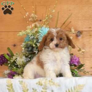 Marigold, Cavapoo Puppy