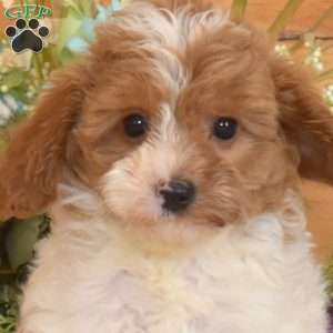 Marigold, Cavapoo Puppy