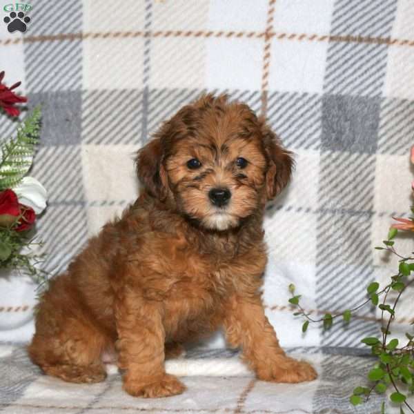 Mark, Havapoo Puppy