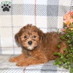 Mark, Havapoo Puppy