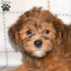 Mark, Havapoo Puppy