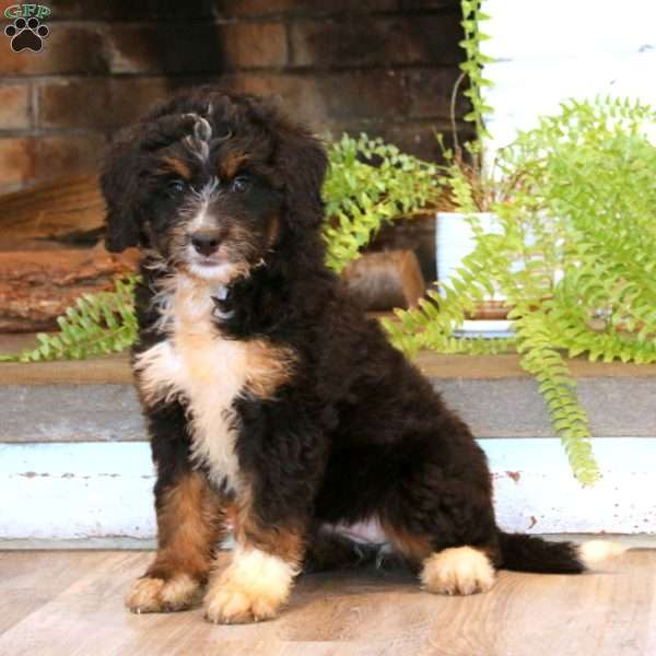 Marlee, Mini Bernedoodle Puppy