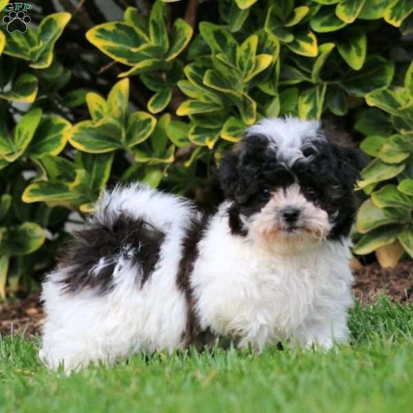 Marlee, Teddy Bear Puppy