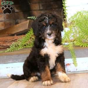 Marlee, Mini Bernedoodle Puppy