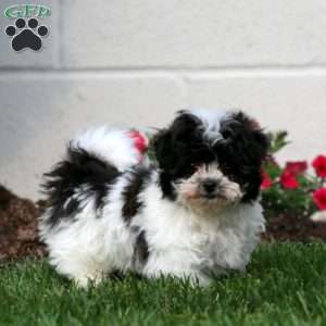 Marlee, Teddy Bear Puppy