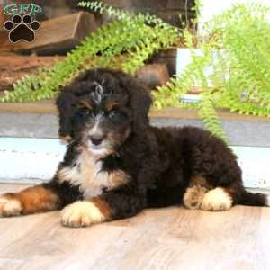 Marlee, Mini Bernedoodle Puppy