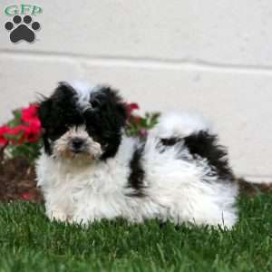 Marlee, Teddy Bear Puppy