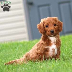 Marlin, Mini Goldendoodle Puppy